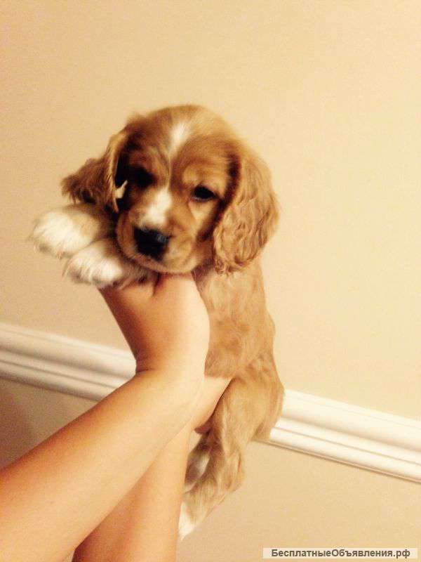 Английский кокер спаниель