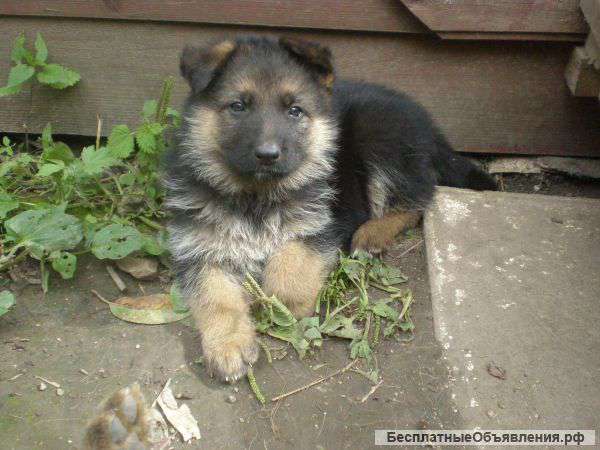 Щенки немецкой овчарки