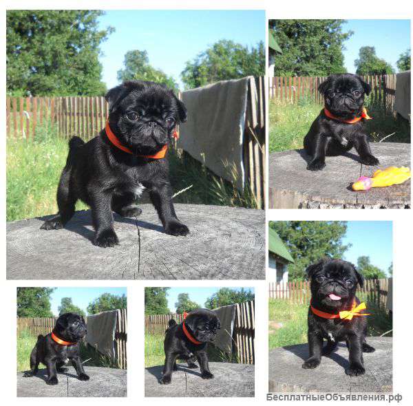 Щенков мопса
