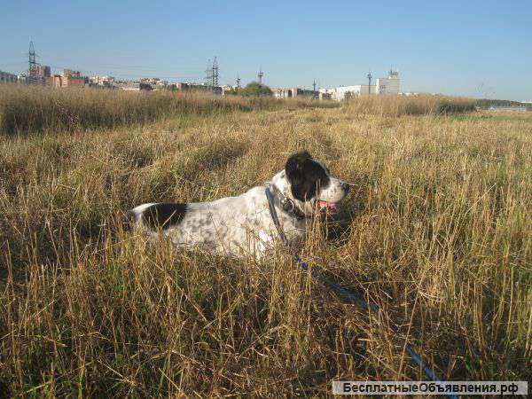 Щенки САО (Алабай)