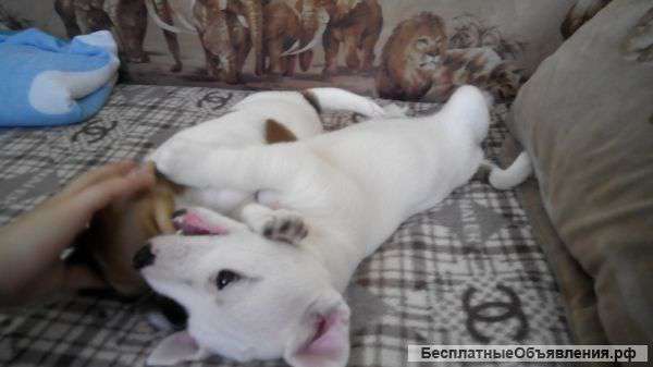Щенки Джек Рассел терьер 4.07.15