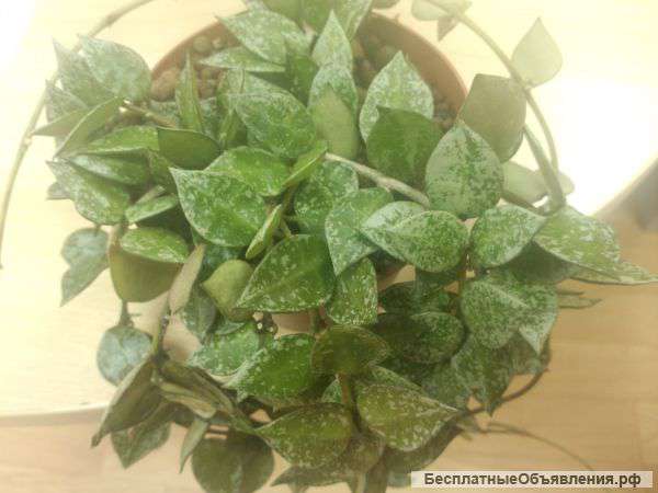 Хойя лакуноза эскимо