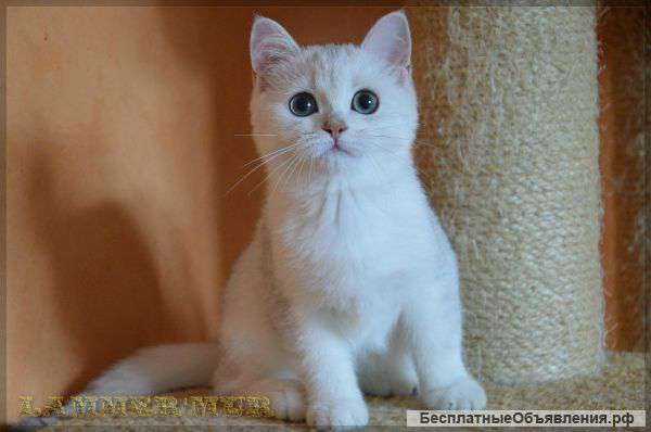 Скоттиш-страйт котик, серебристая шиншилла