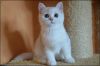 Скоттиш-страйт котик, серебристая шиншилла