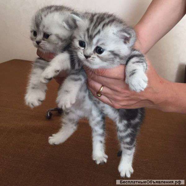 Скоттиш-фолд