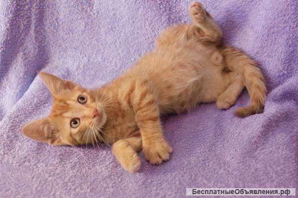 Маленький котенок Лучик ищет дом