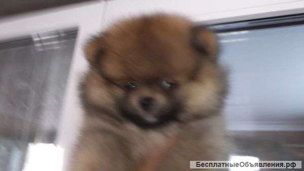 Шпица померанца мини с документами