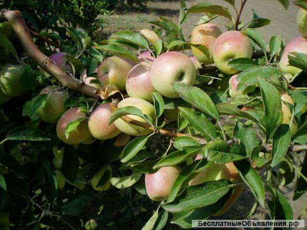 Яблоко крымское свежее из сада
