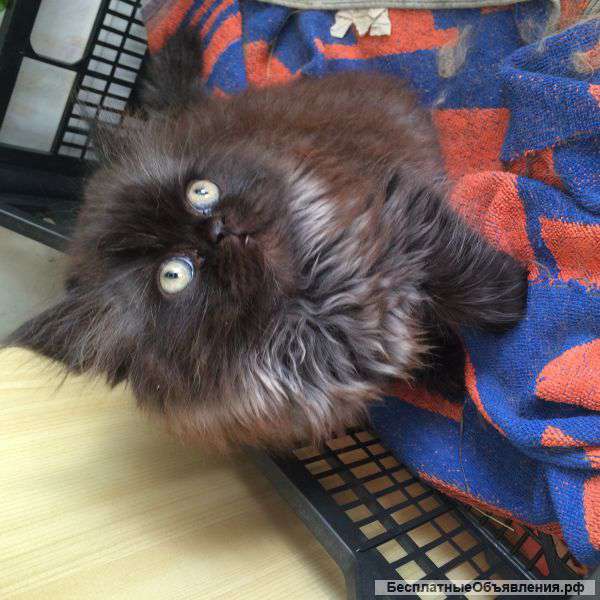 Персидский котёнок