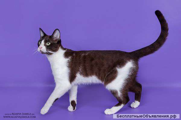 Котик Манчкин (нестандарт)