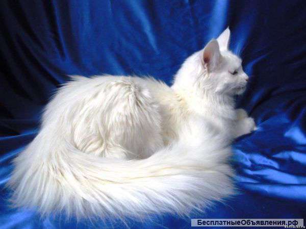 Кошка Мейн Кун