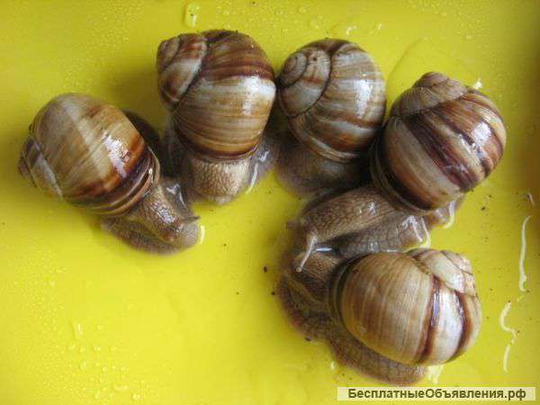 Виноградные улитки