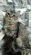 Отдадим котенка в хорошие руки