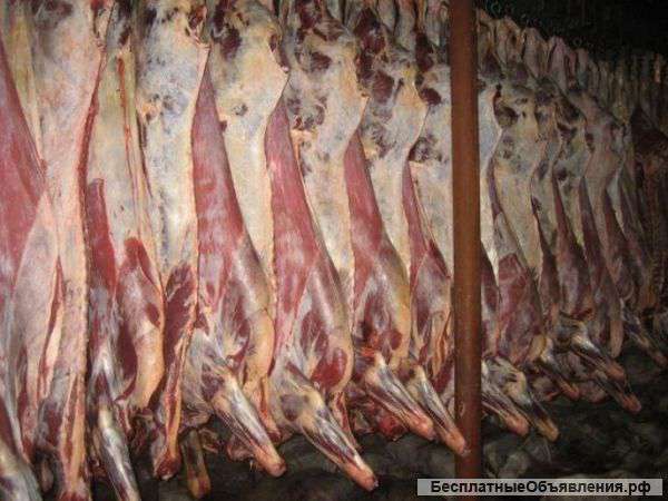 Мясо Птица Рыба Морепродукты