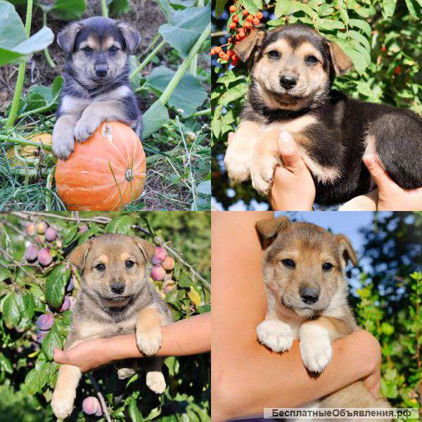 Щенки в добрые руки