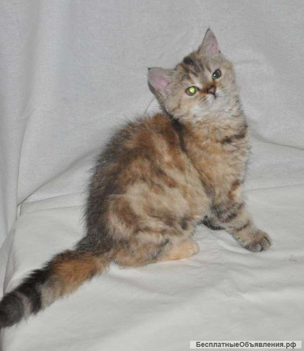Котята селкирк рекс