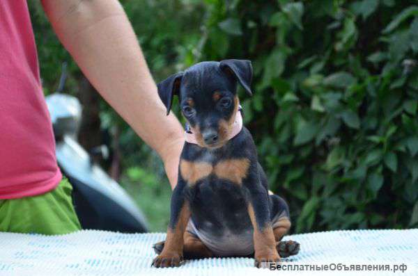 Щенков Цвергпинчера с документами РКФ