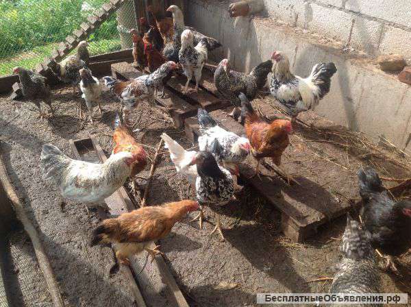 Молодые петушки