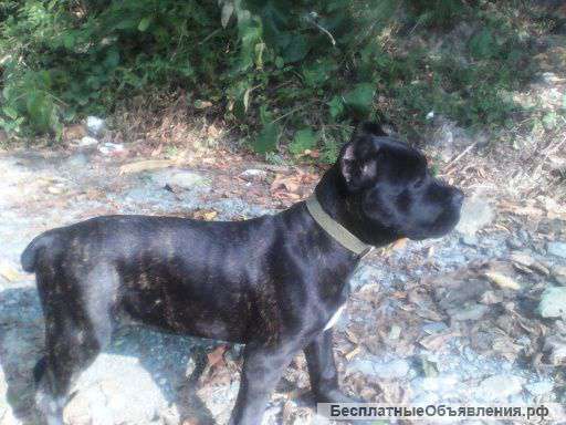 Щенок кане корсо