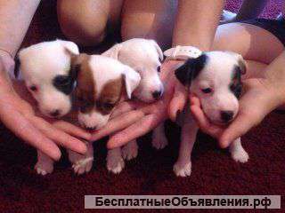 Джек Рассел Терьер