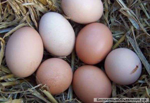 Куриных яиц