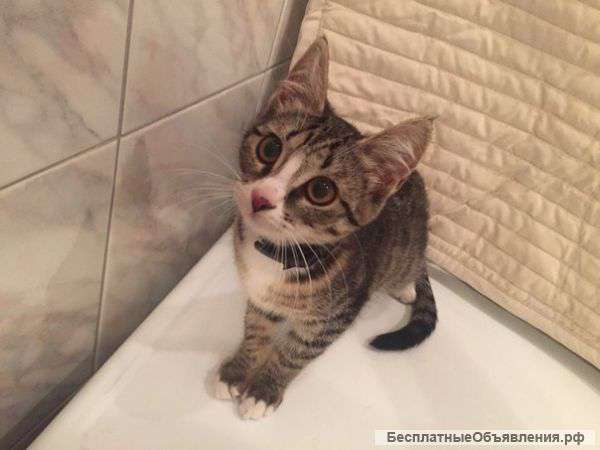 Котенок в добрые руки