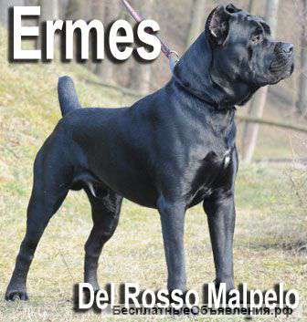 Щенки Кане Корсо от интернационального чемпиона