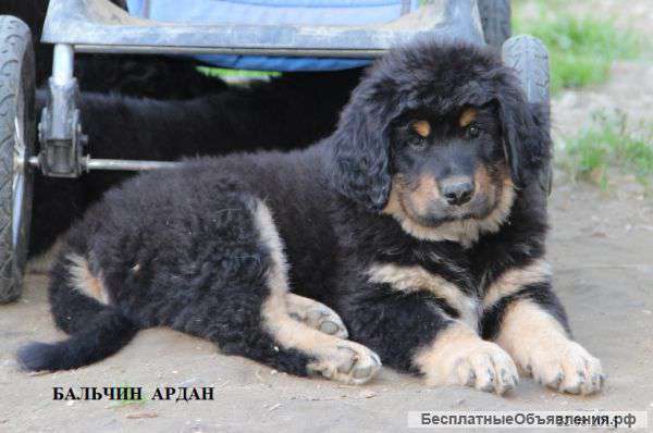 Бурят-Монгольская собака / Хотошо /Щенок в Питере