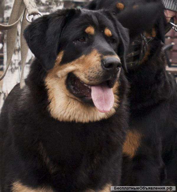 Хотошо. БМС. Щенок кобель в СПб