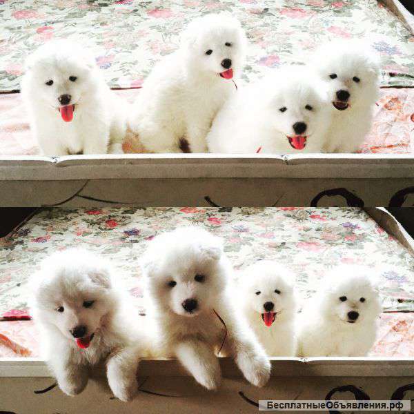 Щенки Самоеда