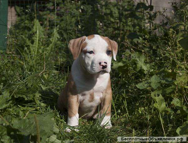 Американский стаффордширский терьер (ам.стафф) щенки.