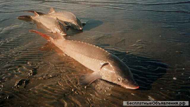 Добавки в корма для с/х животных и птиц, рыб