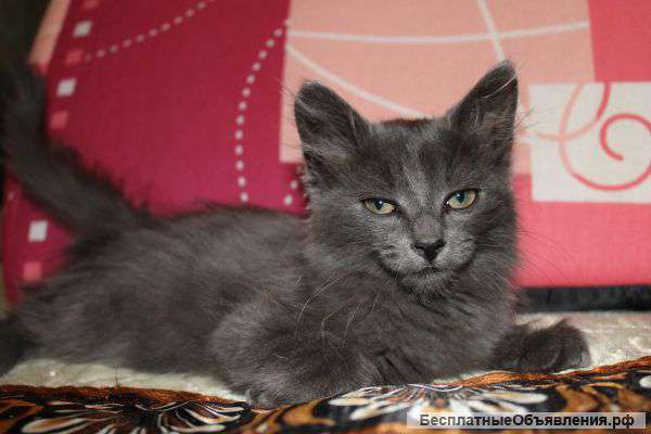 Котята в дар