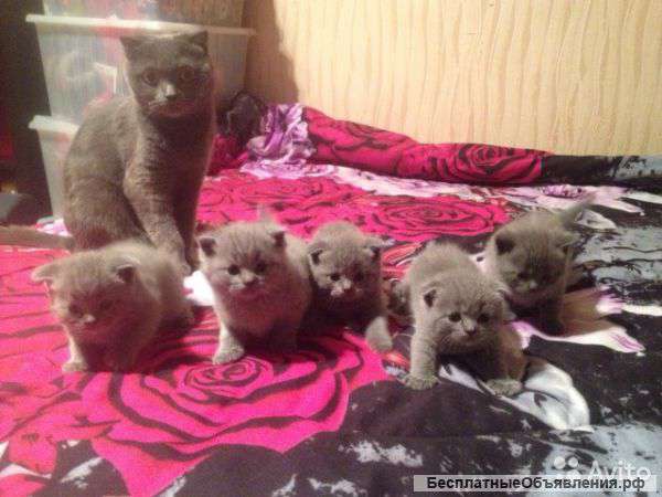 Британцев вислоухих