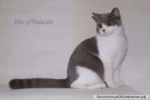 Скоттиш страйт на вязку