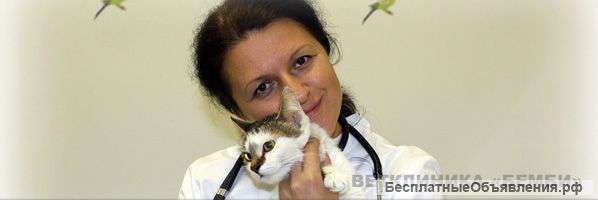 Лечение глаз у кошек и собак. Офтальмолог в ветклинике Бемби.
