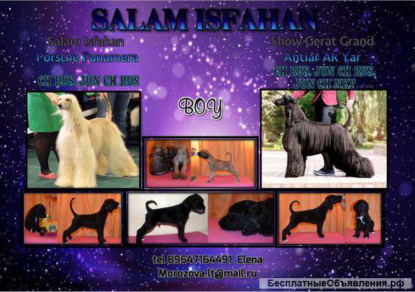 Щенки Афганской борзой(Афгана)