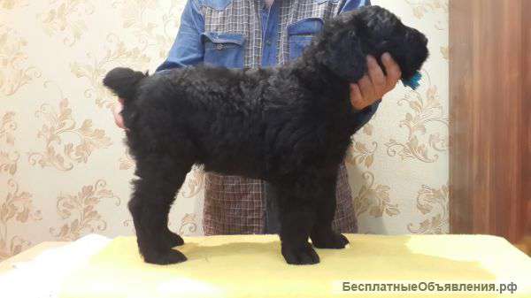 Элитные щенки чёрного русского терьера
