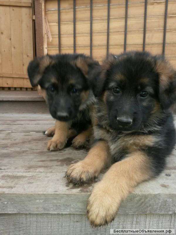 Щенки немецкой овчарки