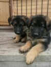 Щенки немецкой овчарки