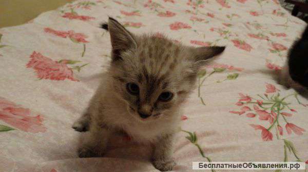 Котята в добрые руки