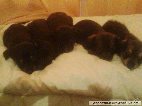 Щенков карликовые пинчеры