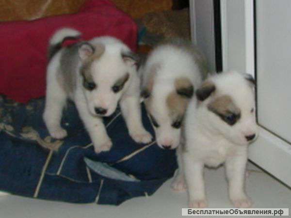 Щенки западносибирской лайки (4 девочки и 1 мальчик)