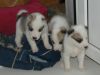 Щенки западносибирской лайки (4 девочки и 1 мальчик)