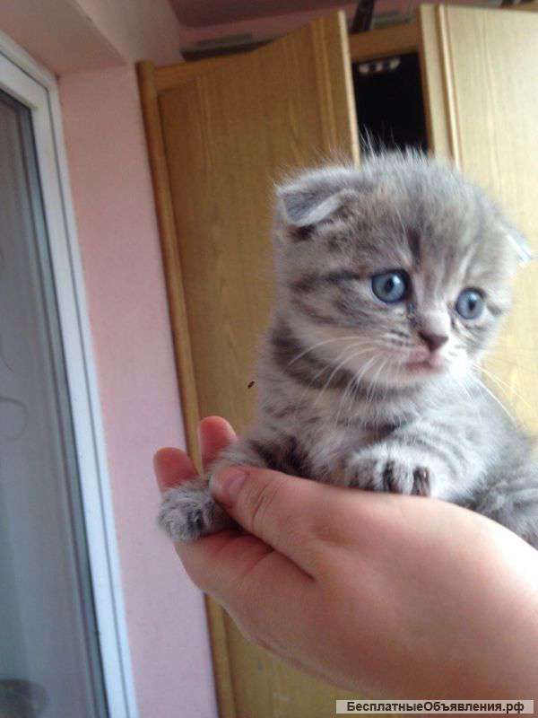 Британские комочки