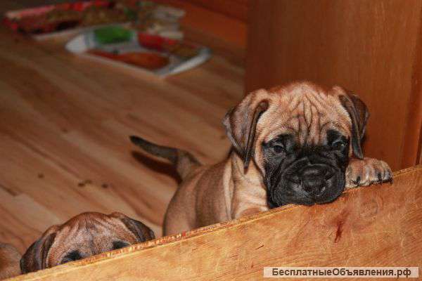 Бульмастиф