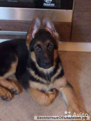 Щенки немецкой