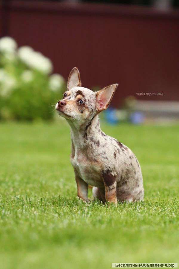 Шоколадное мерле