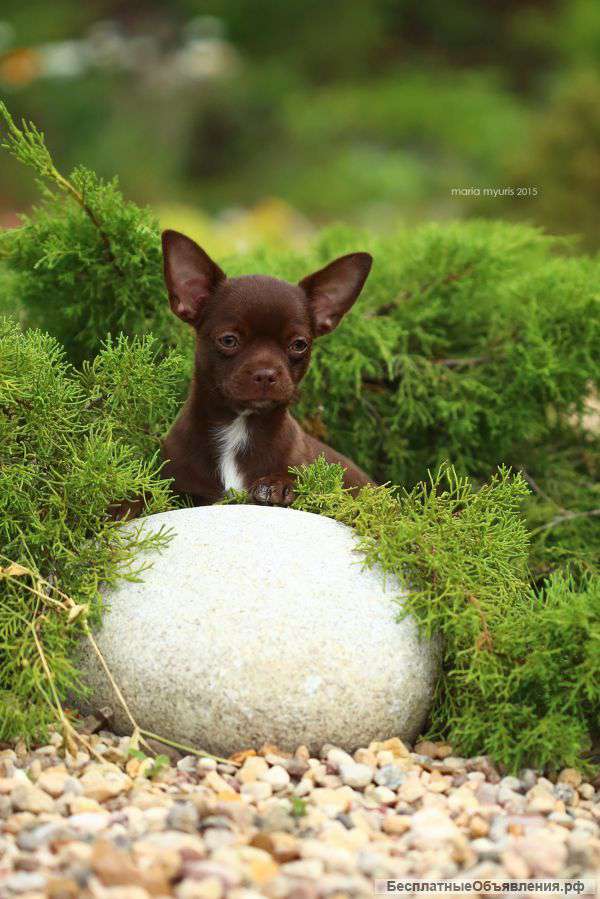 Шоколадное чихуа-хуа