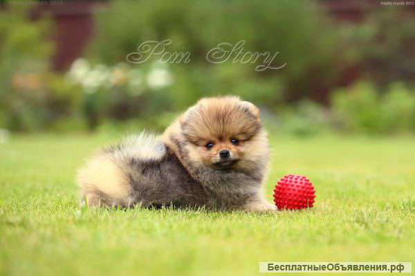 Пушистый медведь